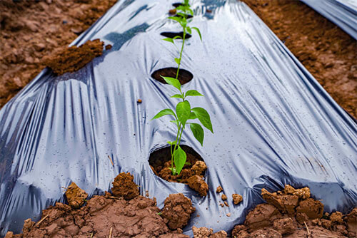 Mulch Film (2)