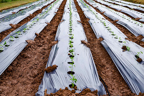 Mulch Film (7)